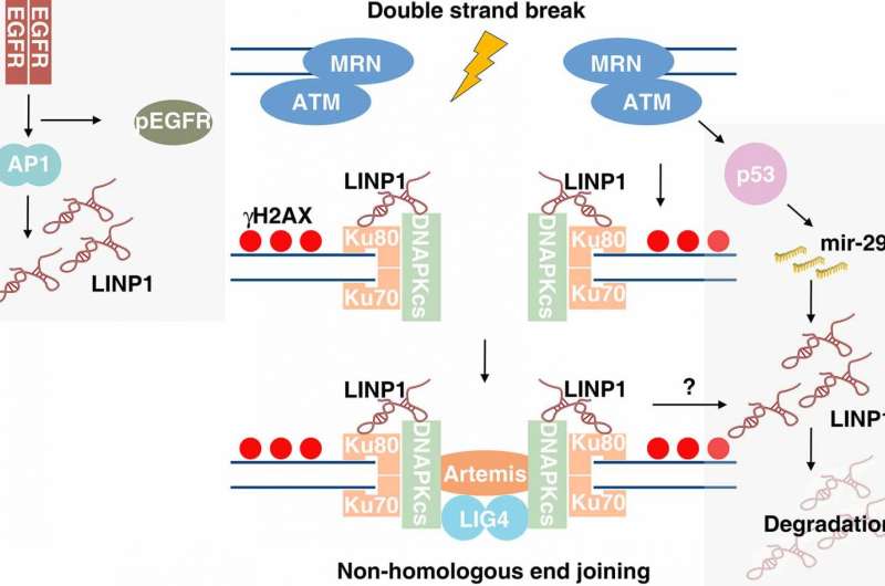 A long-noncoding RNA regulates repair of DNA breaks in triple-negative breast cancer cells