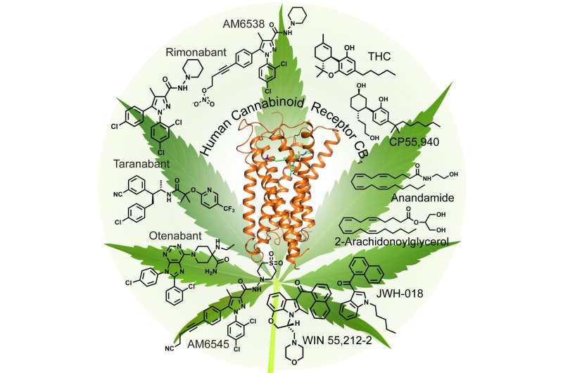 A look at the 'marijuana' receptor