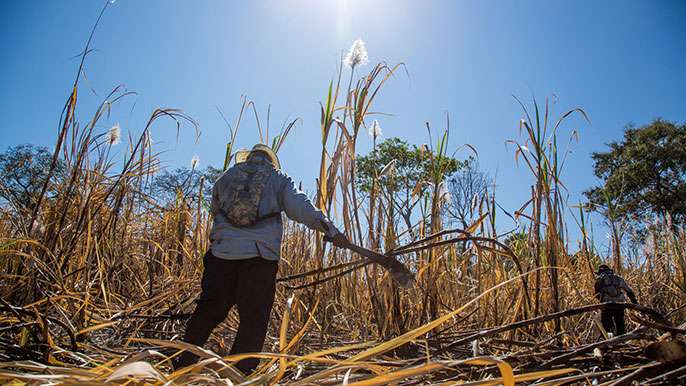 A low-tech hack to protect sugar cane workers