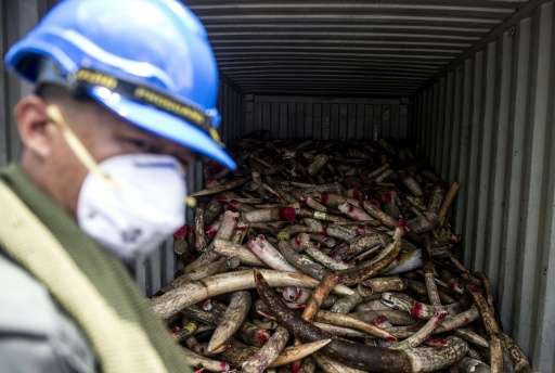 A Malaysian wildlife worker stands in front of a cargo container of seized ivory before it is publicly crushed during an event a