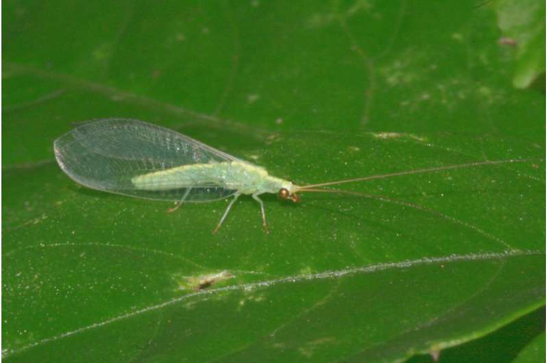 A male-killing bacterium results in female-biased sex ratios in green lacewings