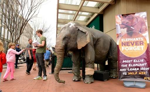 A man with People for the Ethical Treatment of Animals (PETA) stands next to mechanical elephant &quot;Ellie&quot; as he hands o