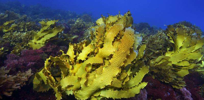 A marine heatwave has wiped out a swathe of WA's undersea kelp forest