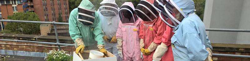 Amateur beekeepers sought to help halt the decline in Britain's bee population