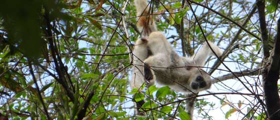 Amazing muriqui monkey discovered in new hideout