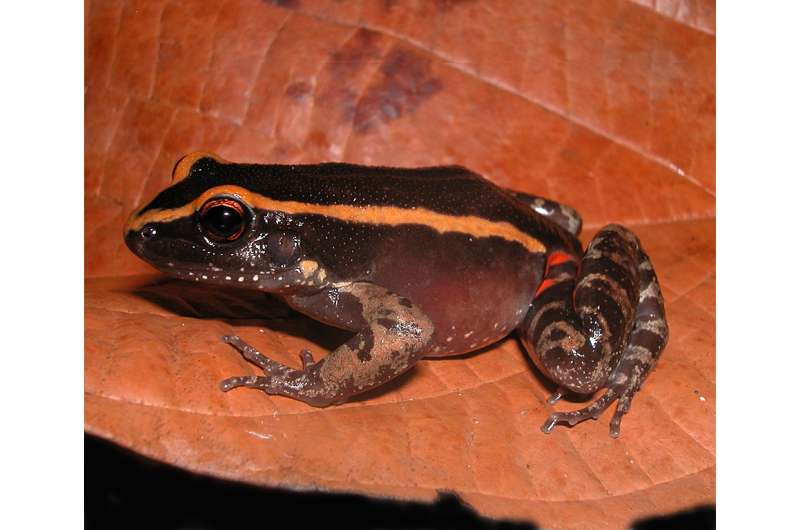 Amazonian frog has its own ant repellent