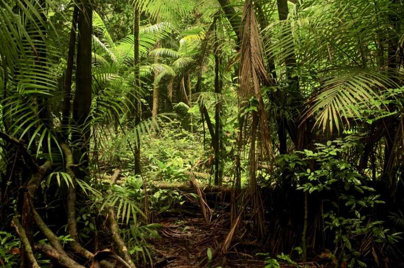 Amazonia's best and worst areas for carbon recovery revealed