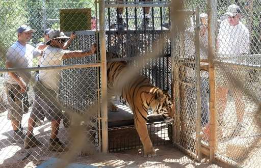 A mixed Siberian-Bengali tiger named Kuba steps out of a cage back to his enclosure upon return to the Wildlife Waystation in Sy