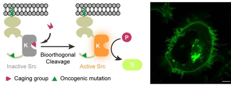 A molecular switch to better understand signaling