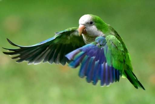 A monk parakeet (Myiopsitta monachus), also known as the quaker parrot, flies in Atena park, Madrid