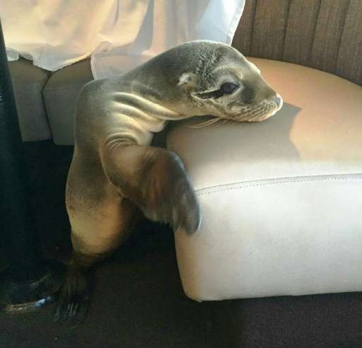 An 8 month-old female sea lion was found sleeping in a booth of The Marine Room, a restaurant in La Jolla, California on Februar