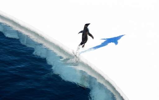 An adelie penguin jumps onto the ice in the Ross Sea in Antarctica