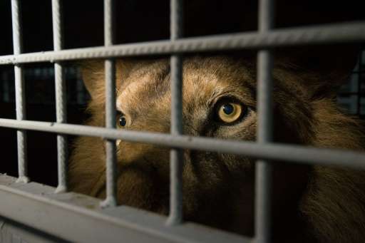 An African lion in a cage arrives at the OR Tambo International Airport on April 30, 2016 in Johannesburg, South Africa