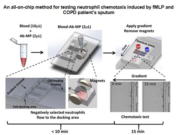 An all-on-chip method for testing neutrophil chemotaxis