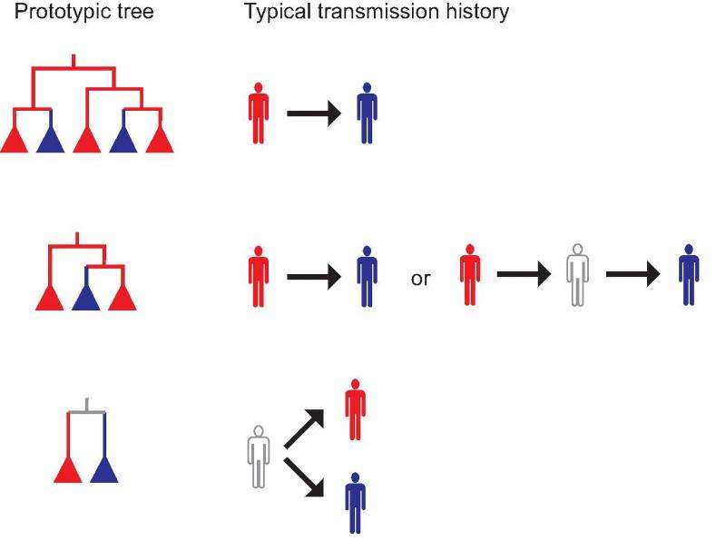 Analyzing genetic tree sheds new light on disease outbreaks