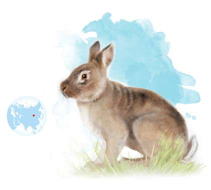 An ancestor of the rabbit connects Europe and Asia