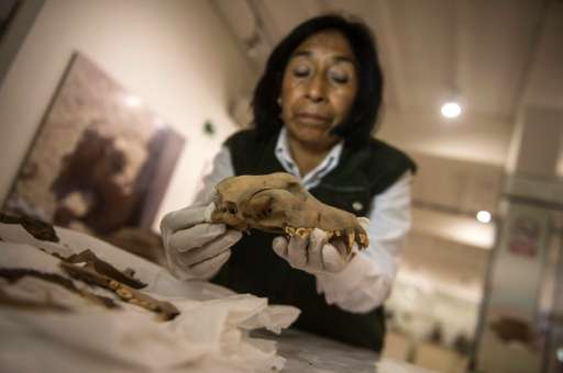 An archaeologist works on the remains of a dog found at an archaeologist sites at the &quot;Parque de las Leyendas&quot; (Park o