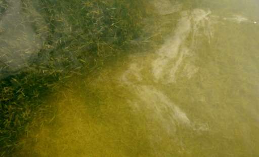 An area of healthy green seagrass is seen next to a patch that is yellow and dying in Florida Bay