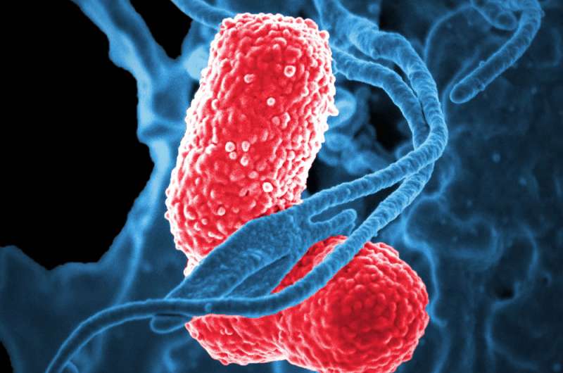 An arms race with a superbug: Study shows how pneumonia-causing bacteria invade the body