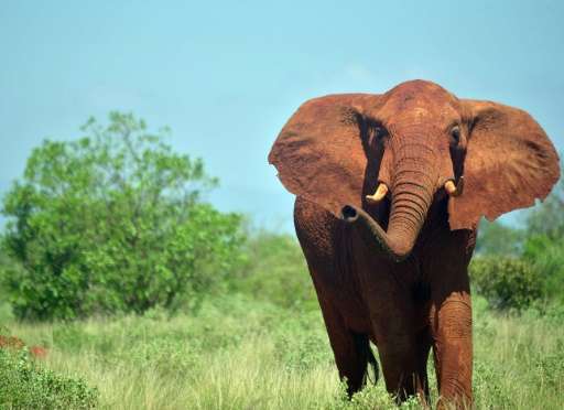 An average of 30,000 elephants are poached every year in Africa
