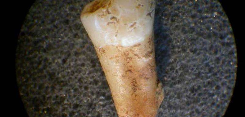 Ancient Britons' teeth reveal people were 'highly mobile' 4,000 years ago