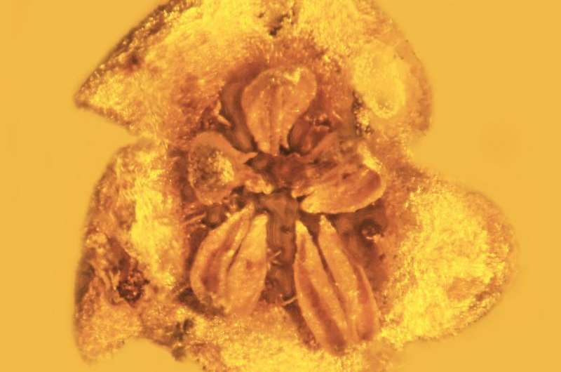 Ancient flowering plant was beautiful -- but probably poisonous