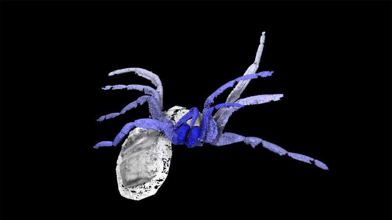 Ancient fossil marks bridge between early arachnids and modern spiders