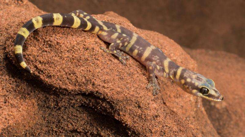 Ancient gecko shines light on Australian desert origins