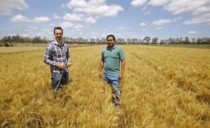 Ancient genes to protect modern wheat