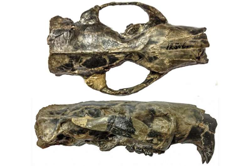 Ancient rodent's brain was big ... but not necessarily 'smart'