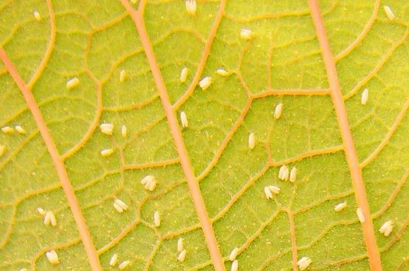 Ancient symbiosis points to possible whitefly controls