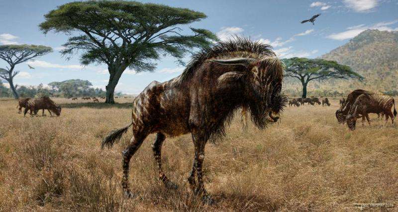 Ancient wildebeest-like animal shared 'bizarre' feature with dinosaur