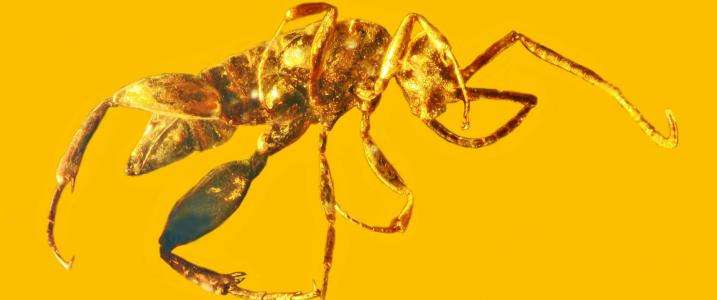 Ancient wingless wasp, now extinct, is one of a kind
