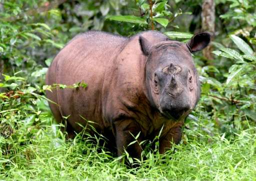 Andatu is part of a special breeding programme for Sumatran rhino at Way Kambas National Park in Indonesia