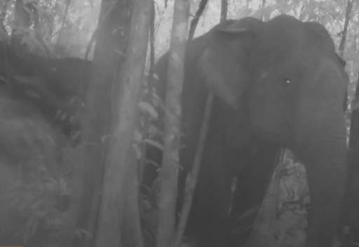 An elephant herd roaming through Cambodia's biggest forest sanctuary is seen in a rare footage caputred by by Conservation Inter