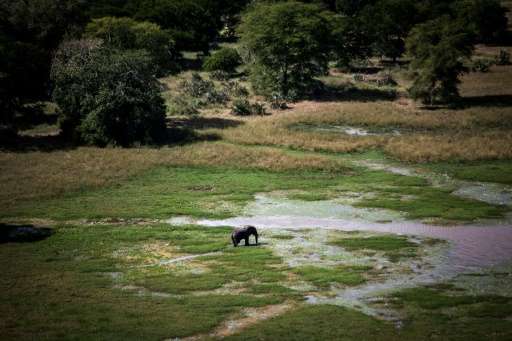An elephant is pictured at a watering hole in Gorongosa National Park