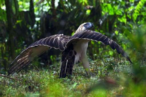 An endangered monkey-eating eagle which was released into the wild is fighting for survival after being shot