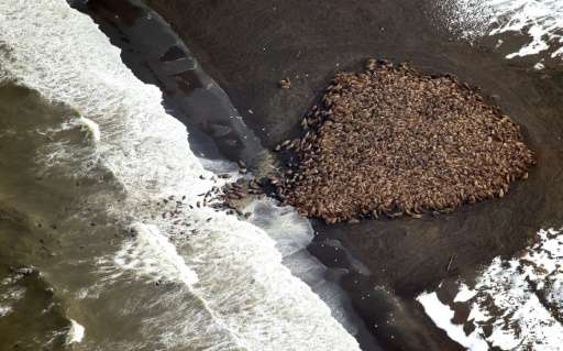 An estimated 35,000 walrus gather on shore on September 23, 2014 about 5 miles (8 km) north of Point Lay, Alaska