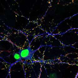 A neuron's hardy bunch
