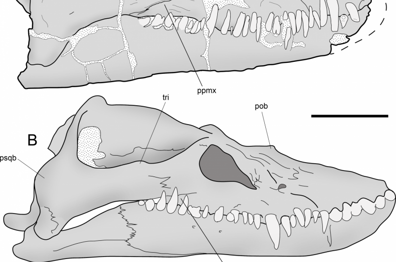 A new look at old bones reveals patterns of neck elongation in elasmosaurids