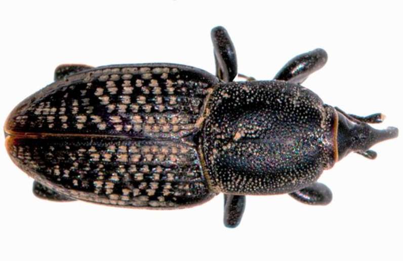 A new resource to help manage billbugs in turfgrass