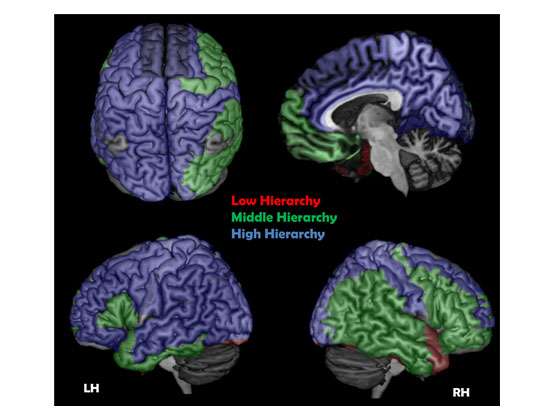 A new study looks for the cortical conscious network