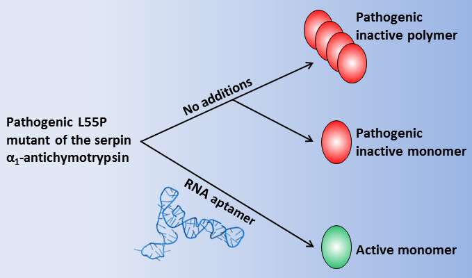 A new way for prevention of pathogenic protein misfolding