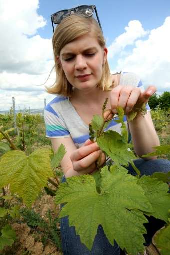 An expert from the Interprofessional Committee of Champagne Wine shows a hybrid vine plant, in Epernay, north-eastern France