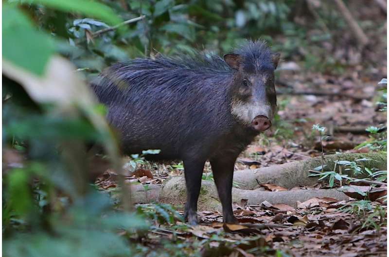 Animal-encounter data under-detects hunted species in Amazon ecosystems