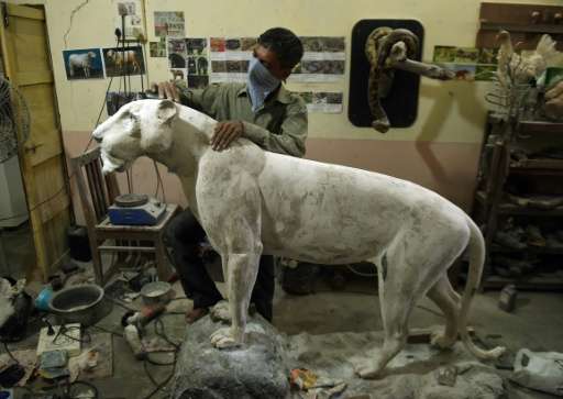 An Indian craftsman works on a sculpture of a leopard in the taxidermy centre at the Sanjay Gandhi National park in Mumbai
