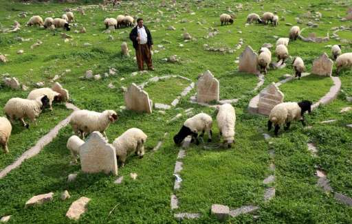 An Iraqi shepherd herds sheep in a cemetery on the banks of the Tigris River in the village of Wana, some 10 kms south of the Mo