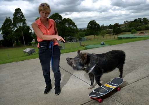 Ann Harris playing with her pet Australian miniature pig &quot;Coco&quot; on her property on the outskirts of Sydney