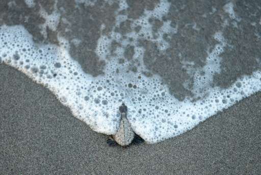 An olive ridley sea turtle hatchling makes its way to the water after being released at a beach in Morong