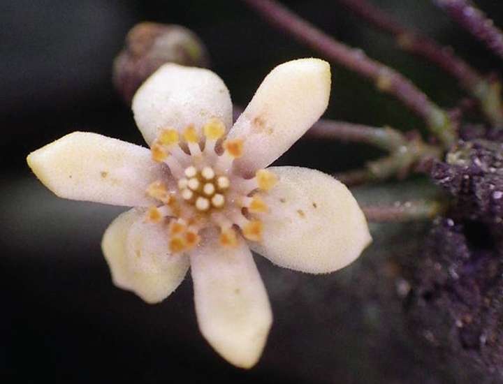 A nonet of new plant species from Africa emphasizes the importance of herbaria in botany